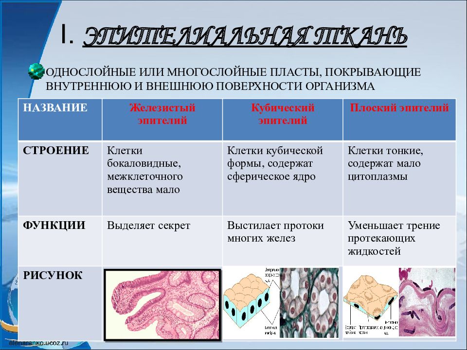 Презентация по биологии 8 класс ткани человека