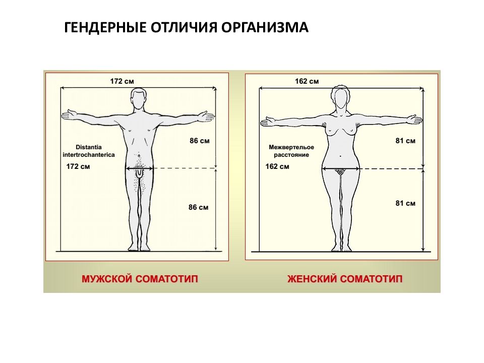 Женский организм отличается