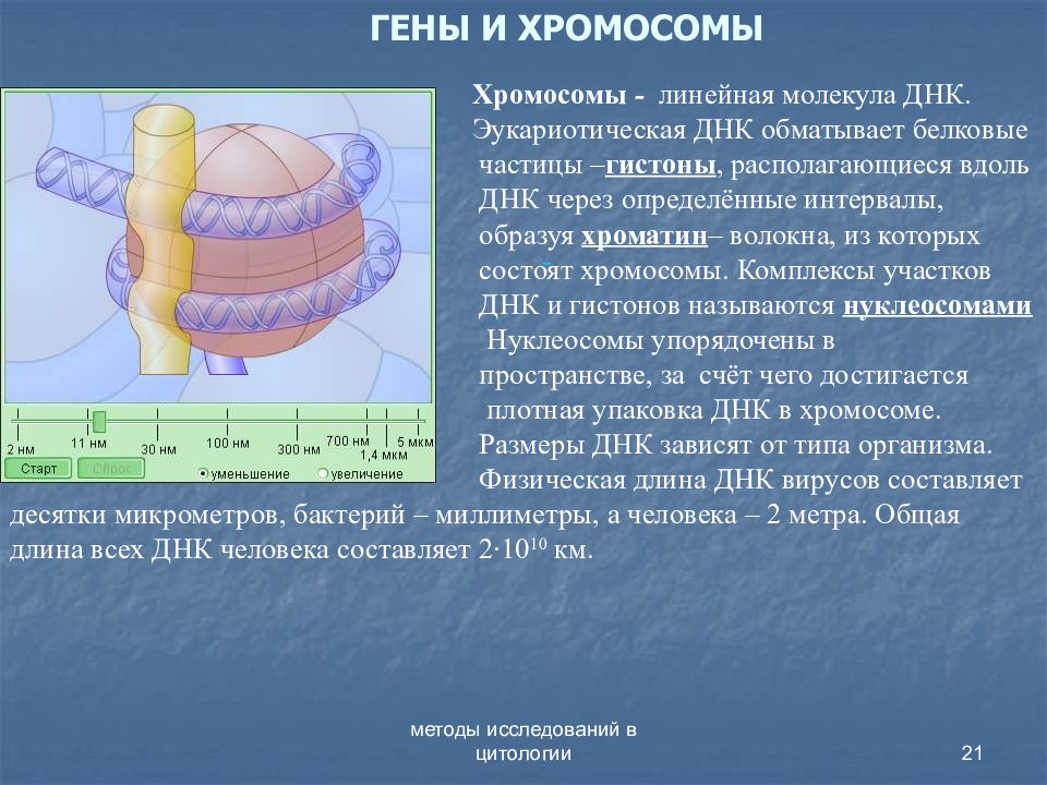 Ген расположен. Где находятся гены в клетке. Где находятся хромосомы у человека. Гены в клетках организма расположены в. Где располагаются хромосомы.