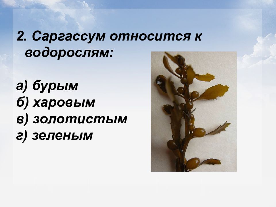 Какие организмы относят к бурым водорослям. Саргассум для презентации. Пигменты бурых водорослей. Ламинария относится к бурым водорослям. К бурым водорослям относят.