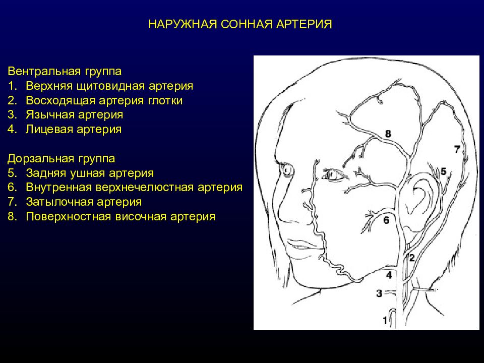 Наружная сонная. Передняя группа наружной сонной артерии. Наружная Сонная артерия анатомия ветви. Передние ветви наружной сонной артерии. Лицевая артерия схема.