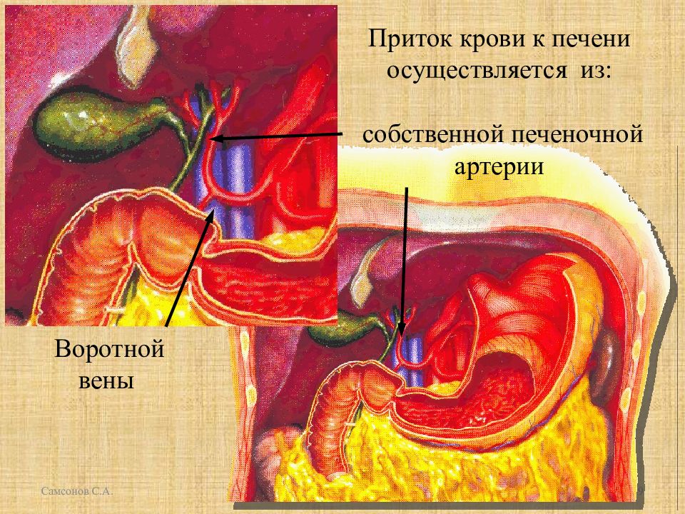 Кровотечение печени. Кровотечение из печени. Внутреннее кровотечение печени.