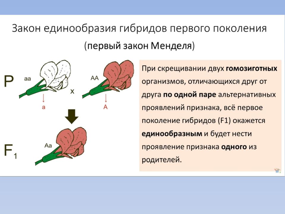 Единообразие. Единообразие первого поколения. Закон единообразия гибридов первого поколения. Правило единообразия гибридов 1 поколения. Гибриды первого поколения.