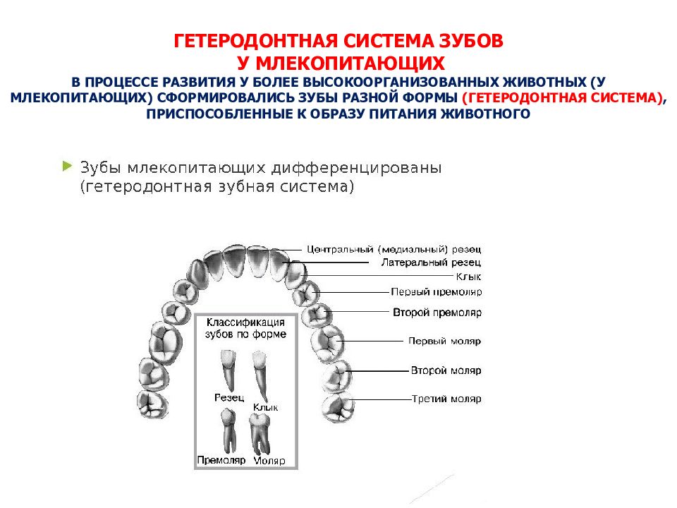 Гетеродонтная дифференцированная зубная система есть у гуся. Гетеродонтная зубная система. Гетеродонтная зубная система у млекопитающих.