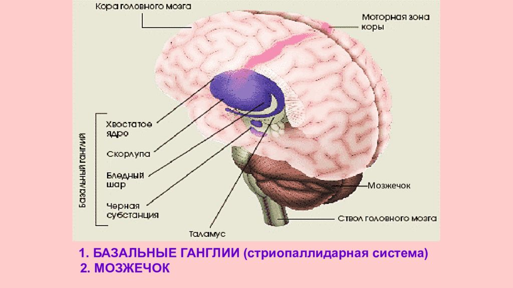 Базальные ганглии мозга. Базальные ганглии головного мозга. Базальные ганглии головного мозга анатомия. Базальные ганглии гиппокамп мозг. Базальные ганглии строение.