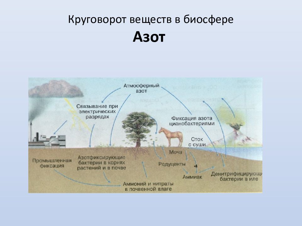 Какие круговороты веществ на земле вы знаете. Круговорот азота. Схема биологического круговорота веществ. Схема круговорота веществ биология. Биологический круговорот веществ в природе.