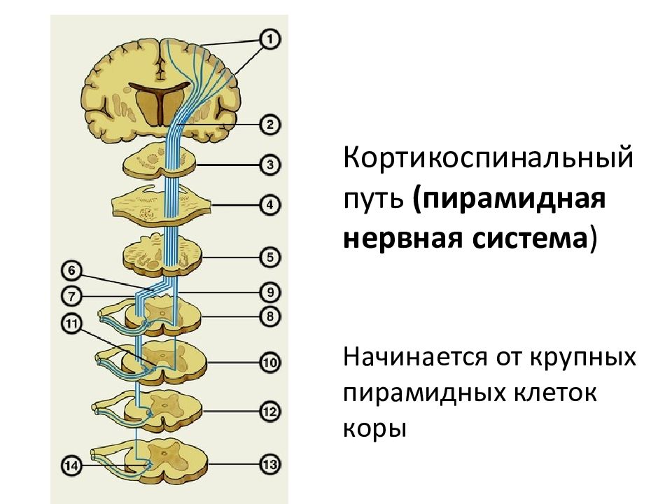 Пирамидные пути картинки