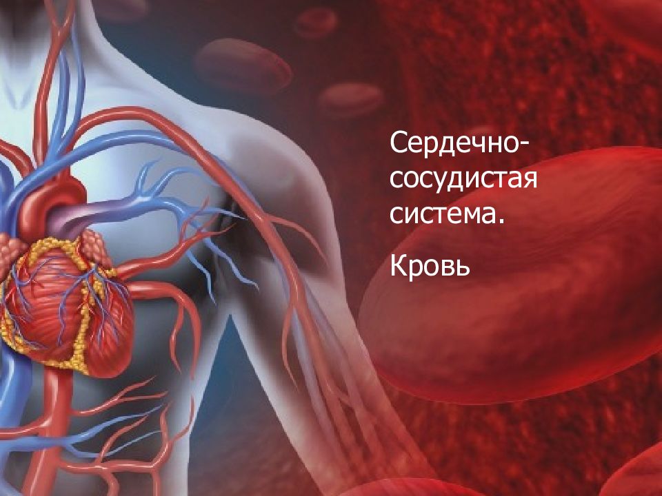 Сердечно- сосудистая система. Кровь