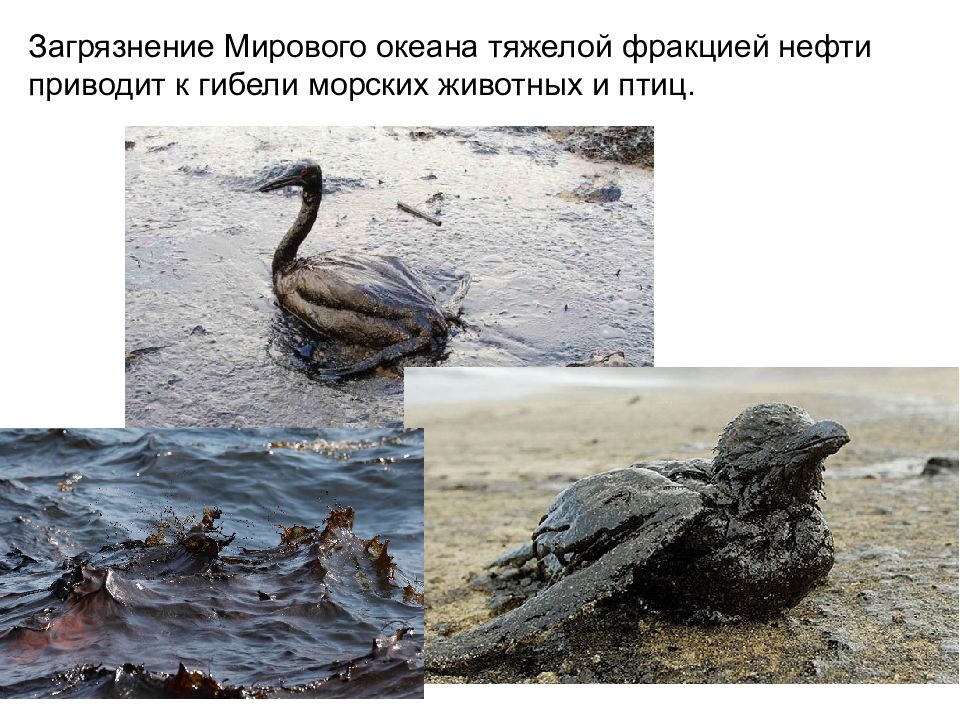 Загрязнение нефтью приводит к. Загрязнение нефтью приводит к
