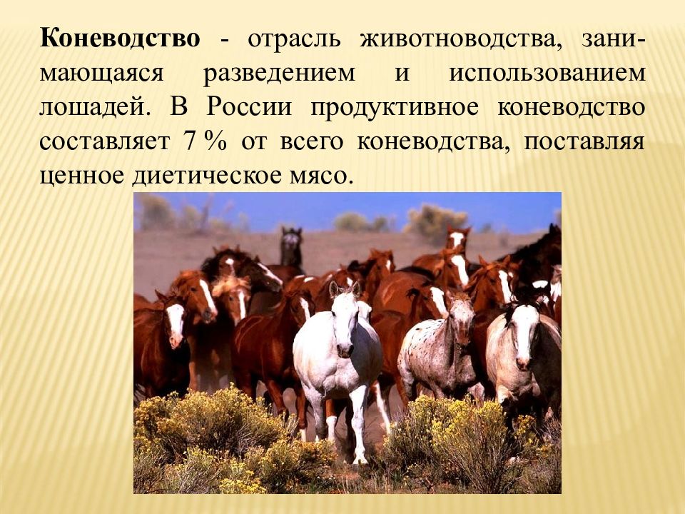 Животноводство в калининградской области презентация