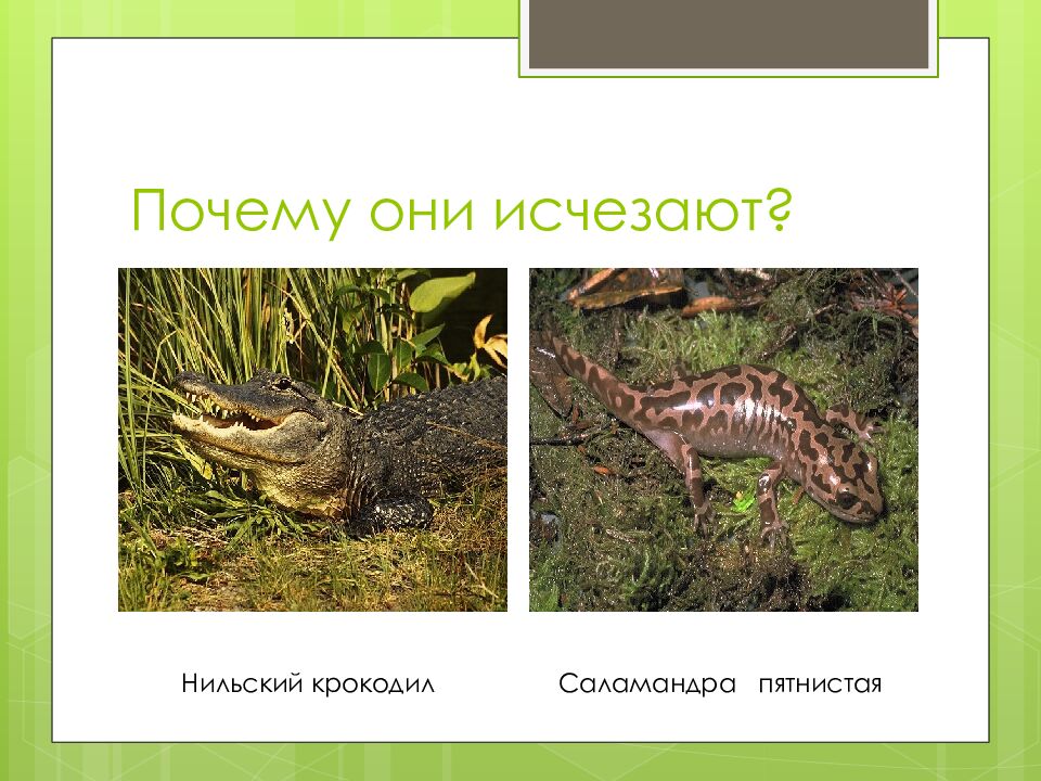 Почему они исчезают?