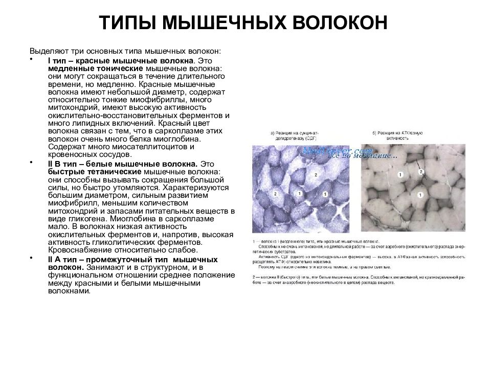 Мышечный тип. Характеристика быстрых гликолитических мышечных волокон. Окислительный Тип мышечных волокон. 3 Типа мышечных волокон. 2 А Тип промежуточный Тип мышечных волокон.