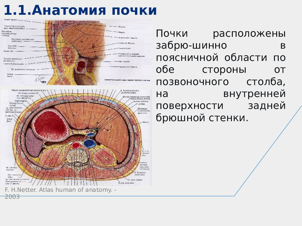 Анатомия первого курса. Поверхности почки анатомия. Почки расположены на задней брюшной стенке на уровне. Кафедра анатомии человека.