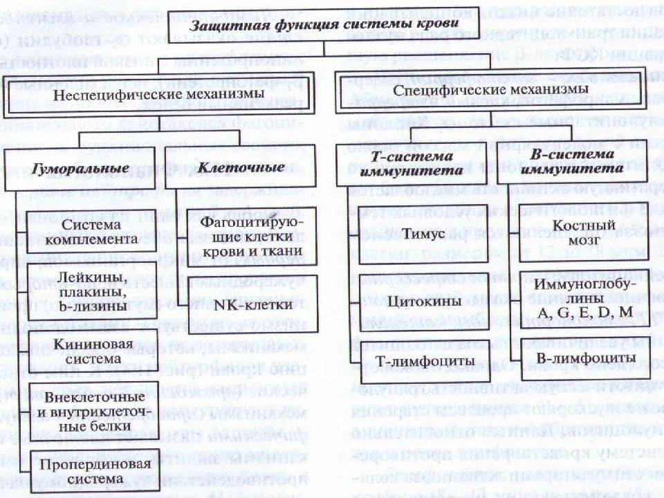 Виды иммунитета специфический и неспецифический схема