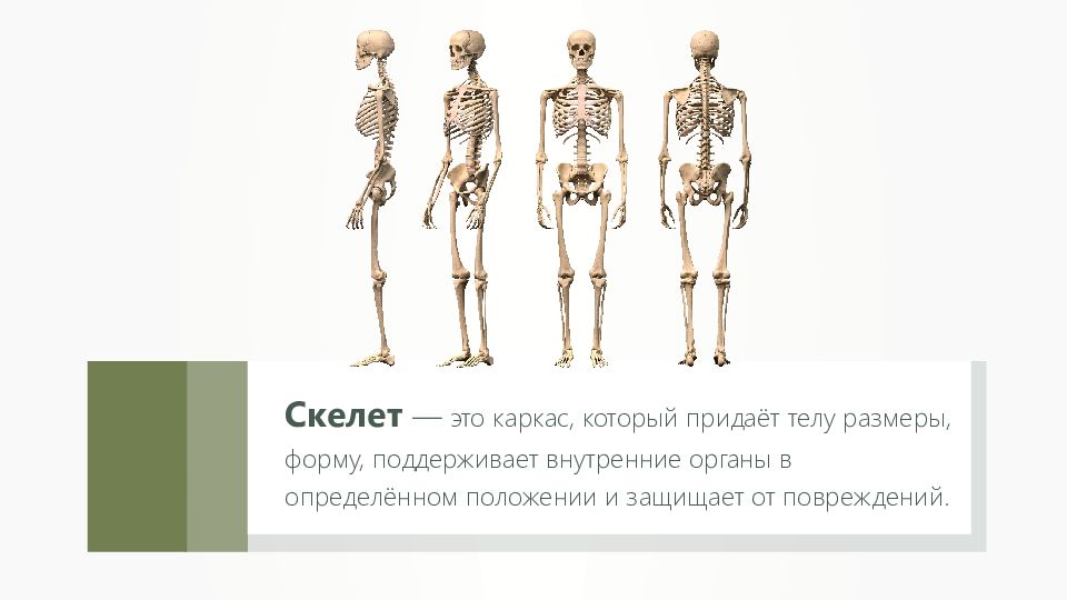 Зачем скелет. Скелет это определение. Доклад про осанку и скелет. Опорно-двигательная система человека 3 класс окружающий мир. Карточка опорно двигательная система.