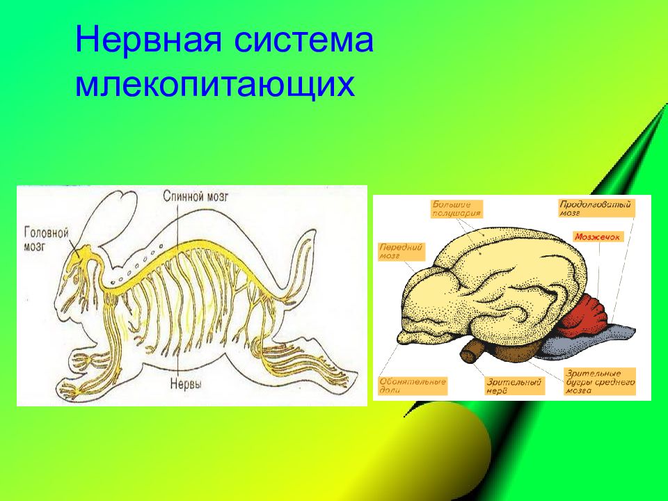 Презентация эволюция нервной системы животных 7 класс