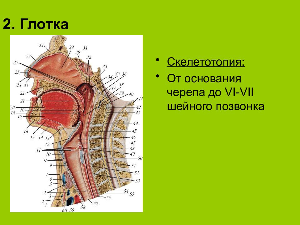 Укажите скелетотопию перехода глотки в пищевод. Глотка скелетотопия синтопия. Топография глотки скелетотопия. Синтопия пищевода. Топография глотки анатомия.