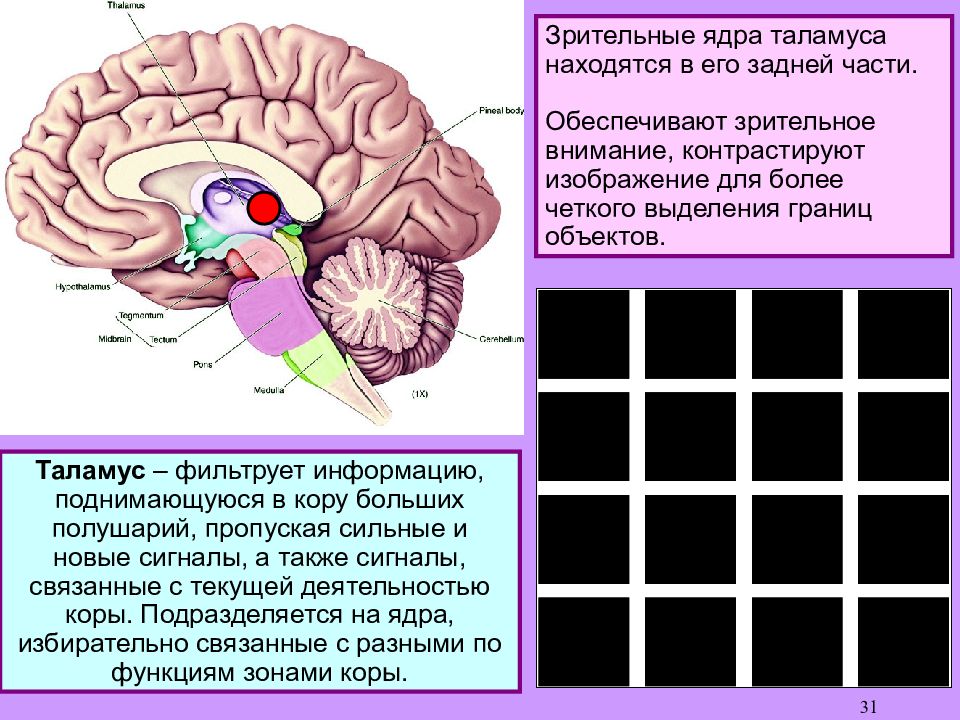 Переработка информации в зрительной коре. Зрительные ядра таламуса. Ядра зрительного бугра таламуса. Ядра зрительных Бугров таламуса:. Ядра таламуса промежуточного мозга.