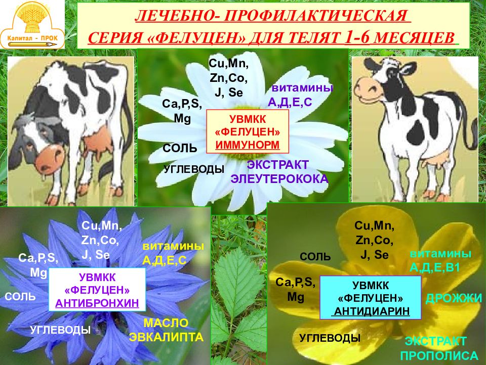 Выращивание молодняка крс презентация