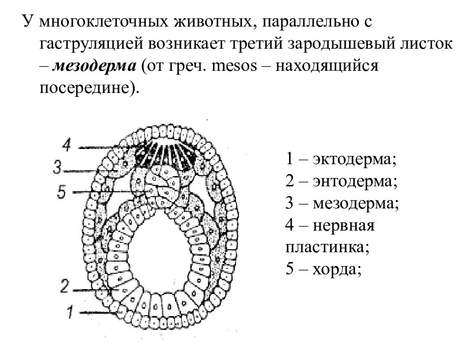 Полости зародыша. Строение зародышевых листков эмбриона. Зародышевые листки эктодерма энтодерма мезодерма. Pfhjlsitdst ktg5tcnrb 'rnjlthvf 'ynjlthvf vtpjlthvf. Энтодерма эктодерма мезодерма таблица зародышевый листок.