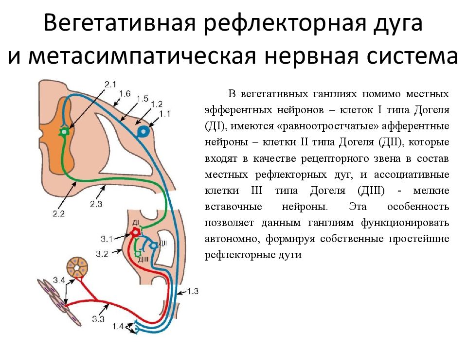 Центр вегетативных рефлексов. Метасимпатическая система представлена ганглии. Метасимпатические рефлекторные дуги внутри сердца.