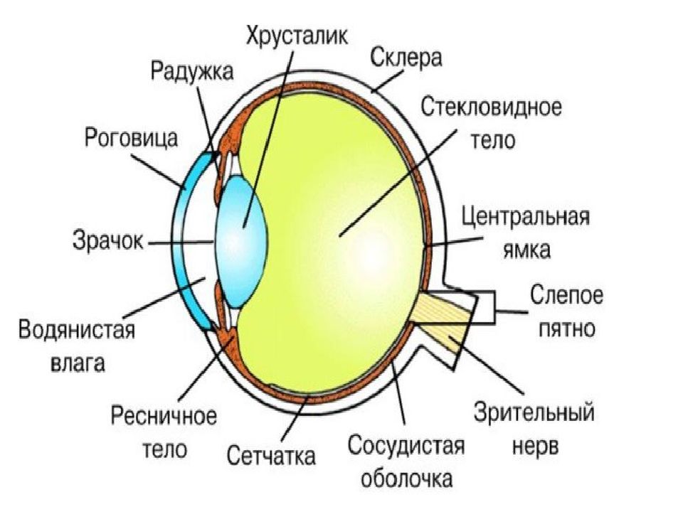 Рецепторы органа зрения