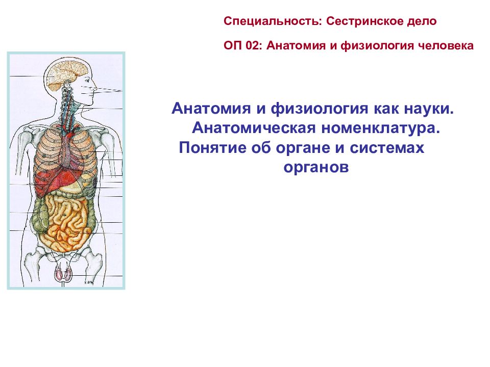 Курс физиологии и анатомии. Анатомическая номенклатура человека. Анатомия человека Сестринское дело. Понятие об анатомии и физиологии человека. Темы для презентаций физиология.