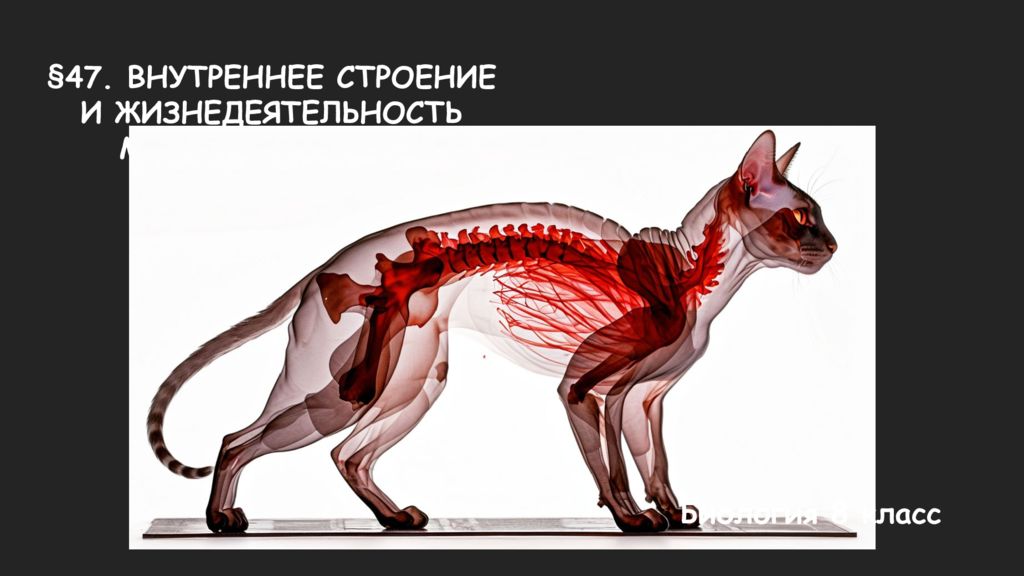 47. ВНУТРЕННЕЕ СТРОЕНИЕ И ЖИЗНЕДЕЯТЕЛЬНОСТЬ МЛЕКОПИТАЮЩИХ Биология 8 класс