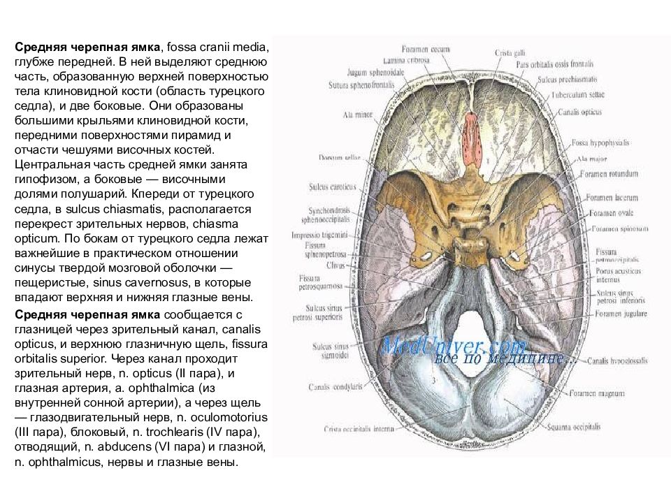 Задний синус. Задняя черепная ямка анатомия головного мозга. Клиновидная кость на средней черепной ямке. Строение средней черепной ямки. Основание черепа Черепные ямки.