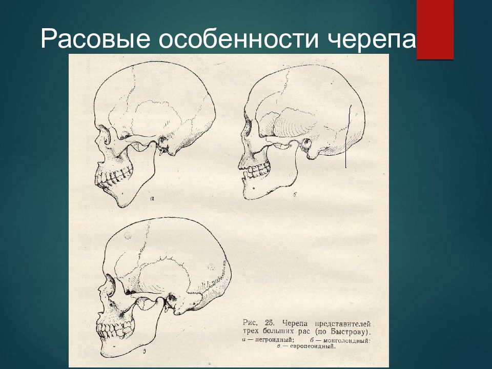 Особенности черепа человека. Расовые особенности черепа. Онтогенез черепа. Черепа представителей трех рас.