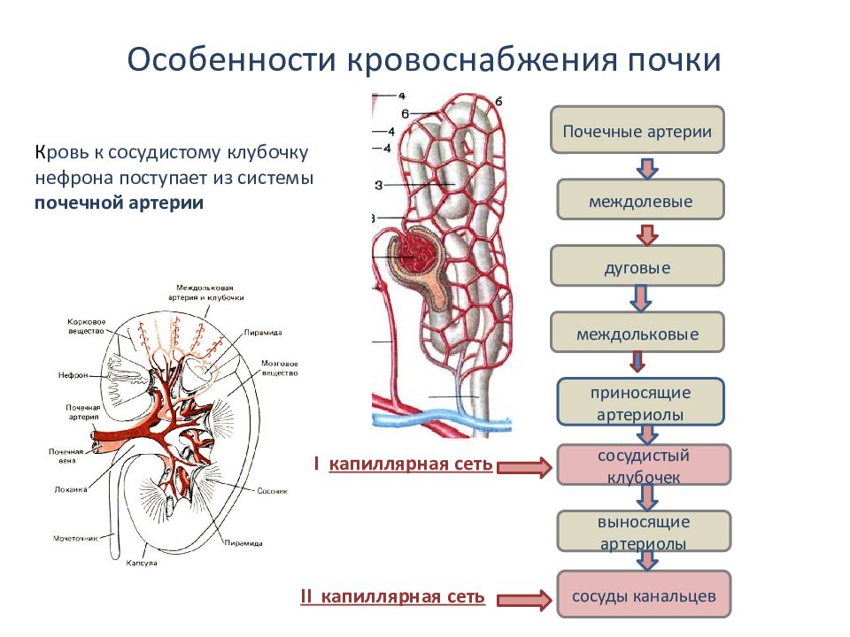 Особенности кровоснабжения головного мозга сердца легких печени презентация