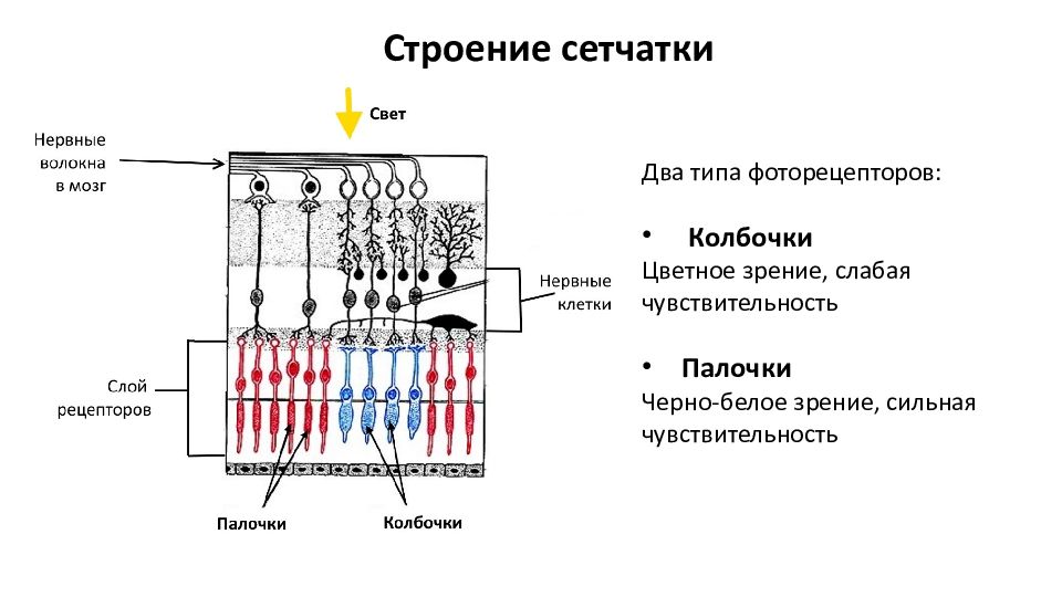 Строение сетчатки сетчатка глаза содержит два типа. Рецепторы сетчатки строение. Строение сетчатки глаза. Структура сетчатки глаза. Строение сетчатки.