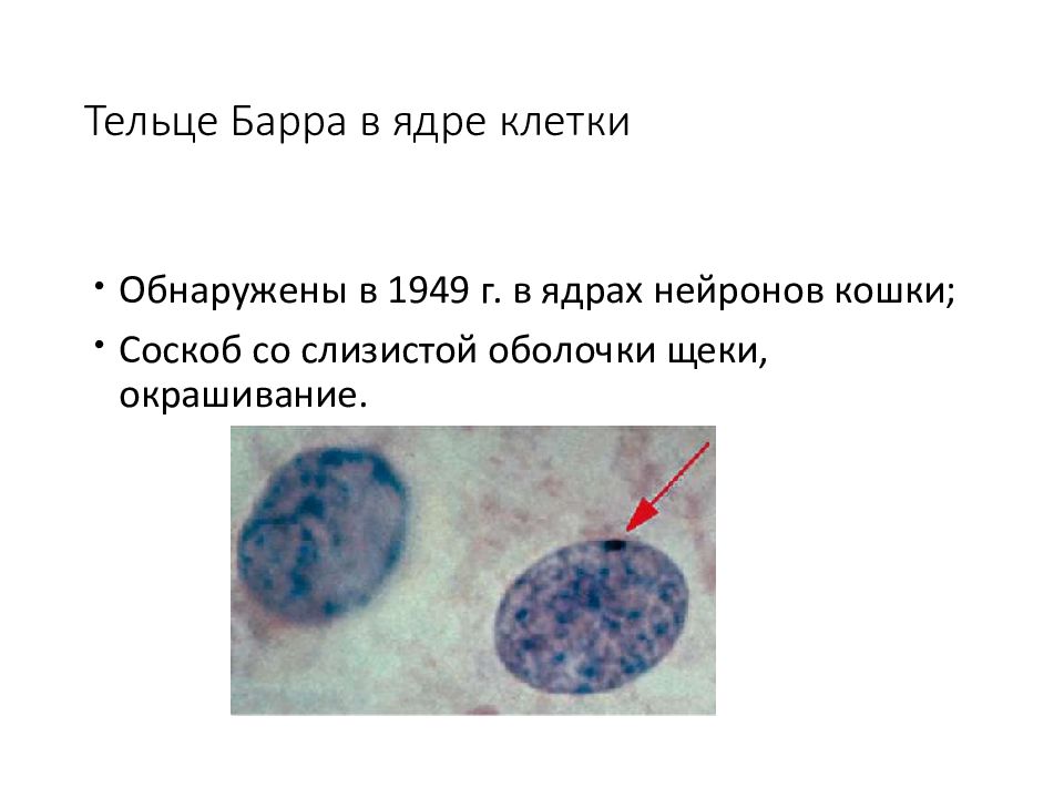 Что такое тельце барра. Тельце Барра это в генетике. Тельце Барра рисунок.