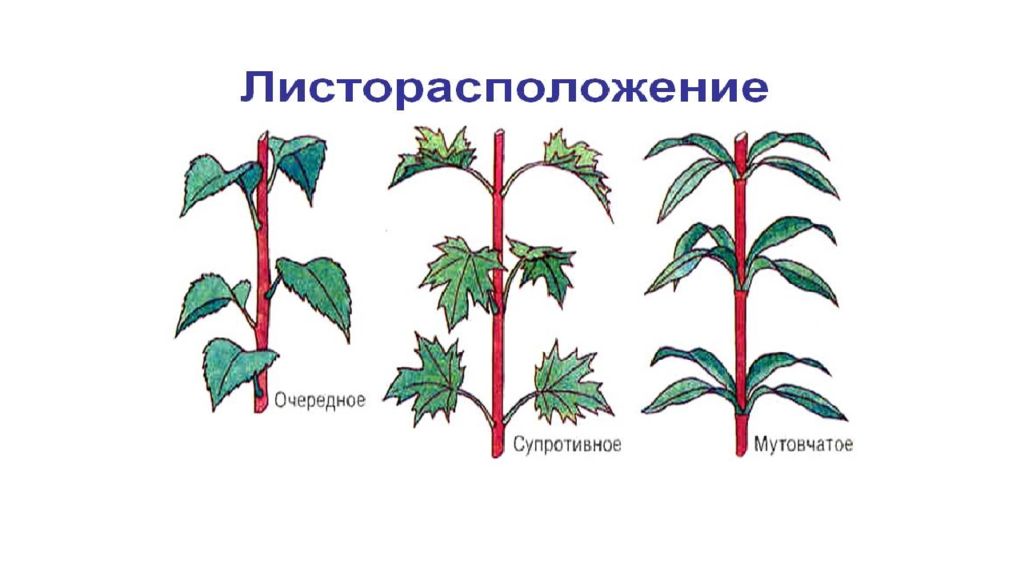 Формулы и диаграммы листорасположения