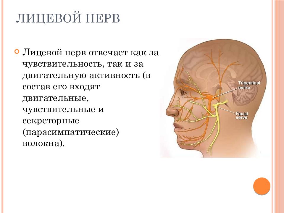 Презентация на тему лицевой нерв