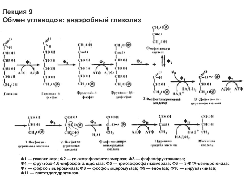 Гликолиз последовательность реакций. Гликолиз биохимия формулы анаэробный. Гликолиз аэробный и анаэробный в формулах. Аэробный гликолиз биохимия схема. Биохимическая реакция гликолиза.