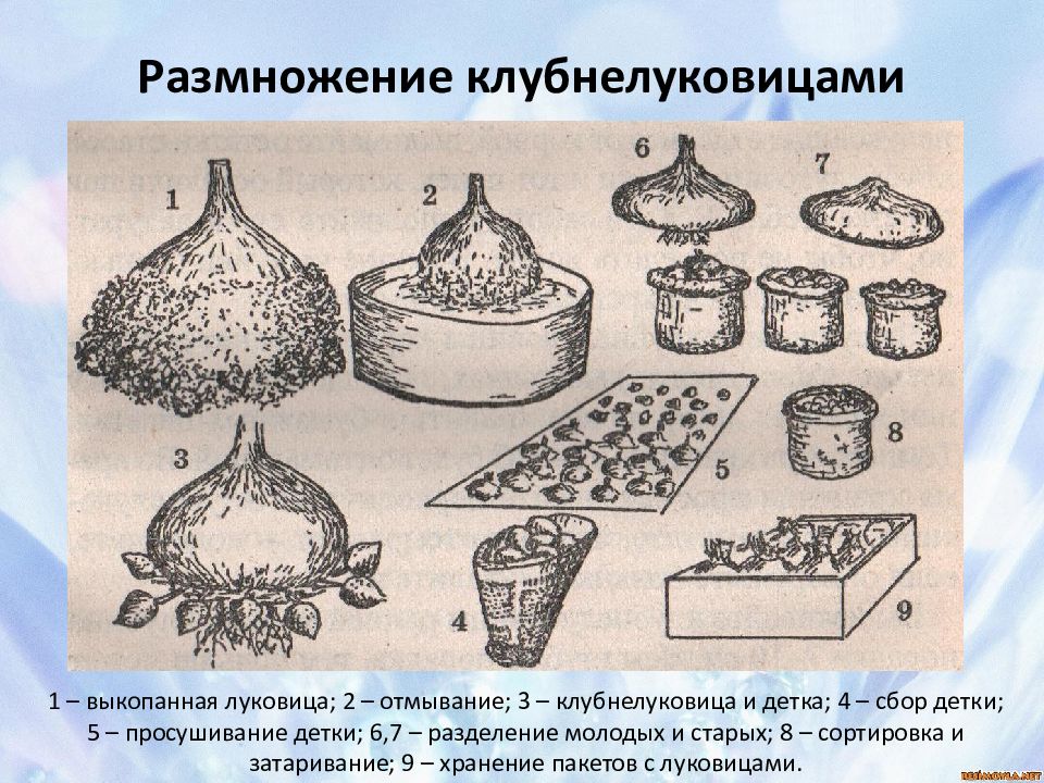 Вегетативное размножение тюльпана. Вегетативное размножение растений клубнелуковицами. Размножение клубнелуковицами и луковицами. Вегетативное размножение клубнелуковицами. Вегетативное размножение луковицами рисунок.