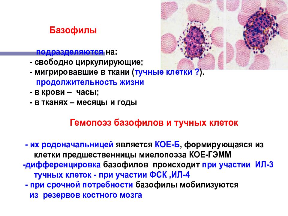 Тканевые базофилы. Функция тучных клеток и базофилов. Тканевые базофилы тучные клетки функции. Тучные клетки (тканевые базофилы). Базофилы в крови.