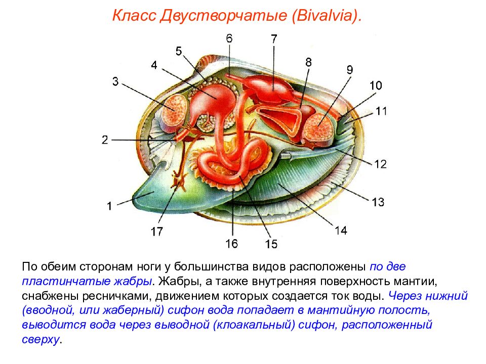 Класс двустворчатые моллюски. Двустворчатые моллюски движение. Общее строение двустворчатых. Двустворчатые моллюски Пименов. Внутреннее строение двустворчатых моллюсков 7 класс биология.