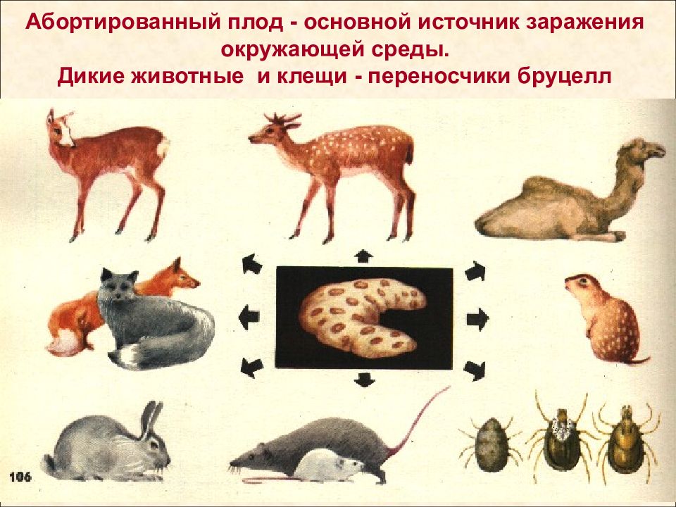 Бруцеллез животных презентация