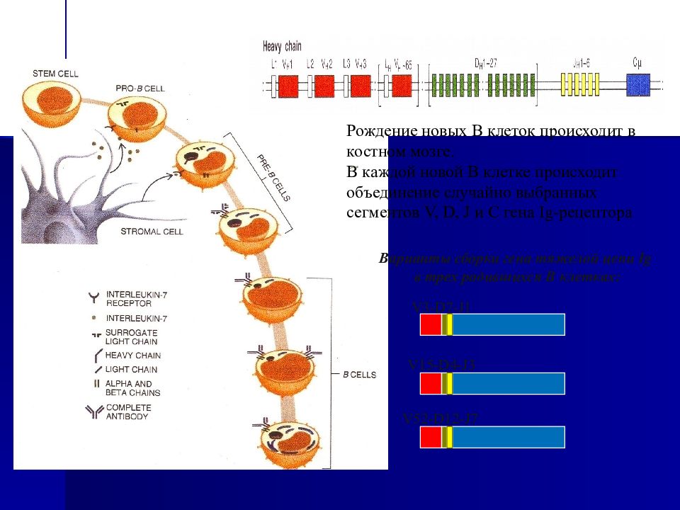 адаптированный белок. адаптированный белок. домик белки в природе. среда обитания белки. белка зимой.