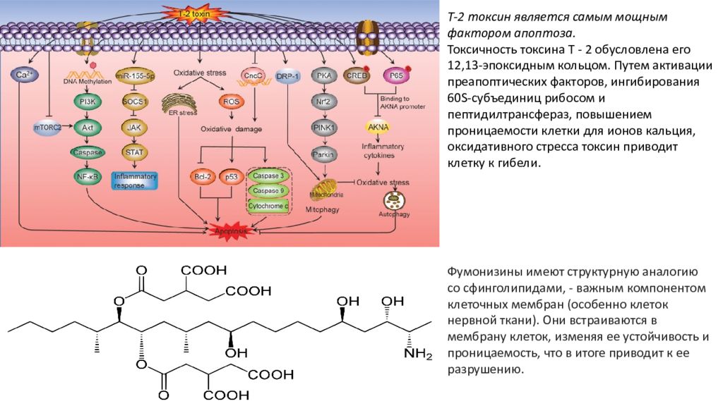 Эритрогенный токсин. Механизм действия водорастворимых витаминов. Жирорастворимые витамины таблица биохимия. Биохимическая роль водорастворимых витаминов. Биохимическая роль витамина д3.