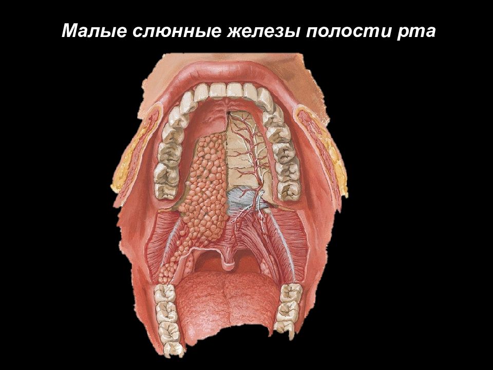 Рак Твердого Неба Фото