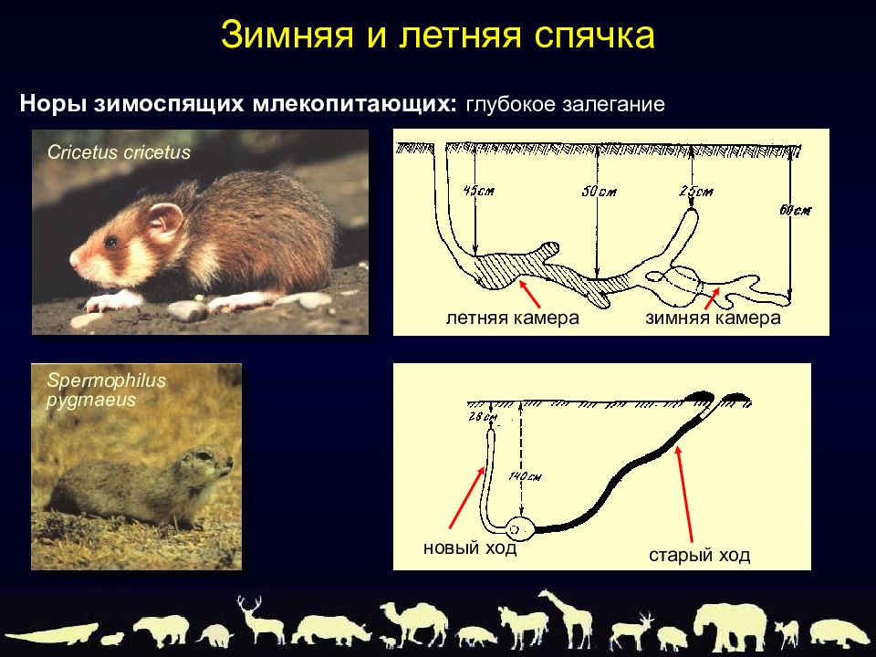 Околоводные млекопитающие примеры