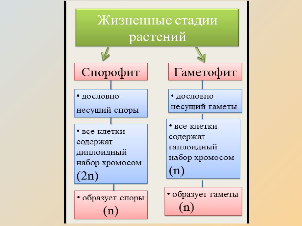 Циклы растений презентация