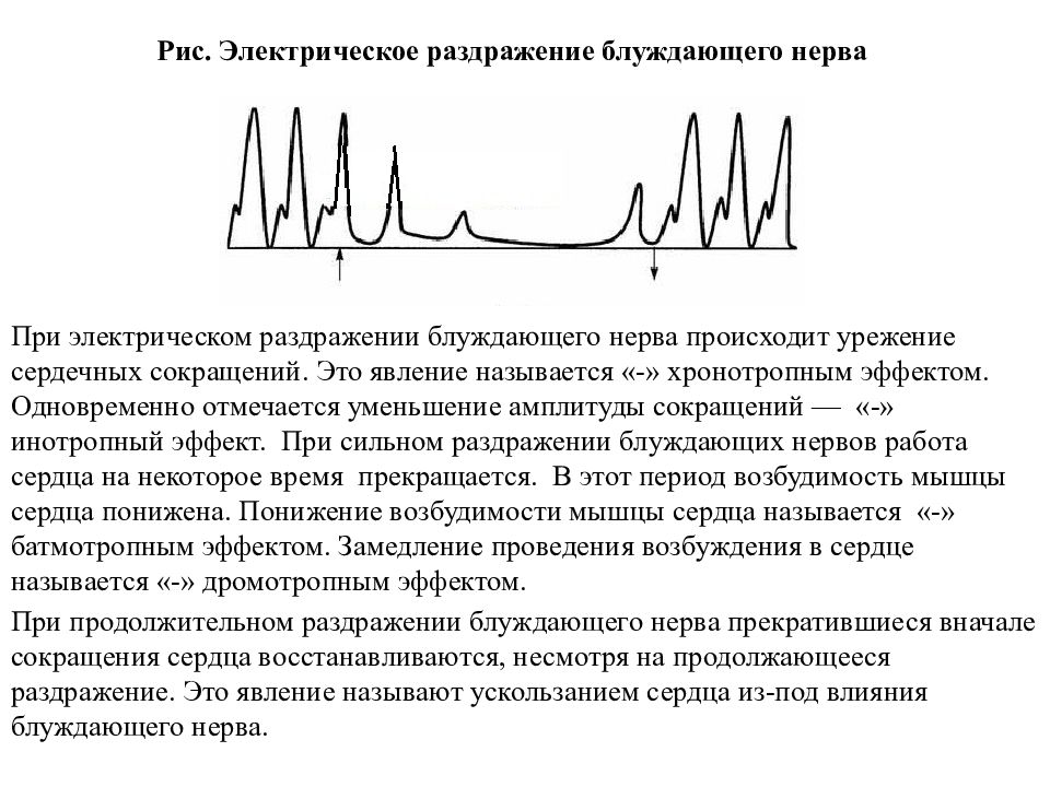 Период сердечного сокращения. ПРР раздраженит блуждающего нерва. Частота сердечных сокращений при раздражении блуждающего нерва. Эффекты блуждающего нерва. Влияние раздражения блуждающего нерва на деятельность сердца.