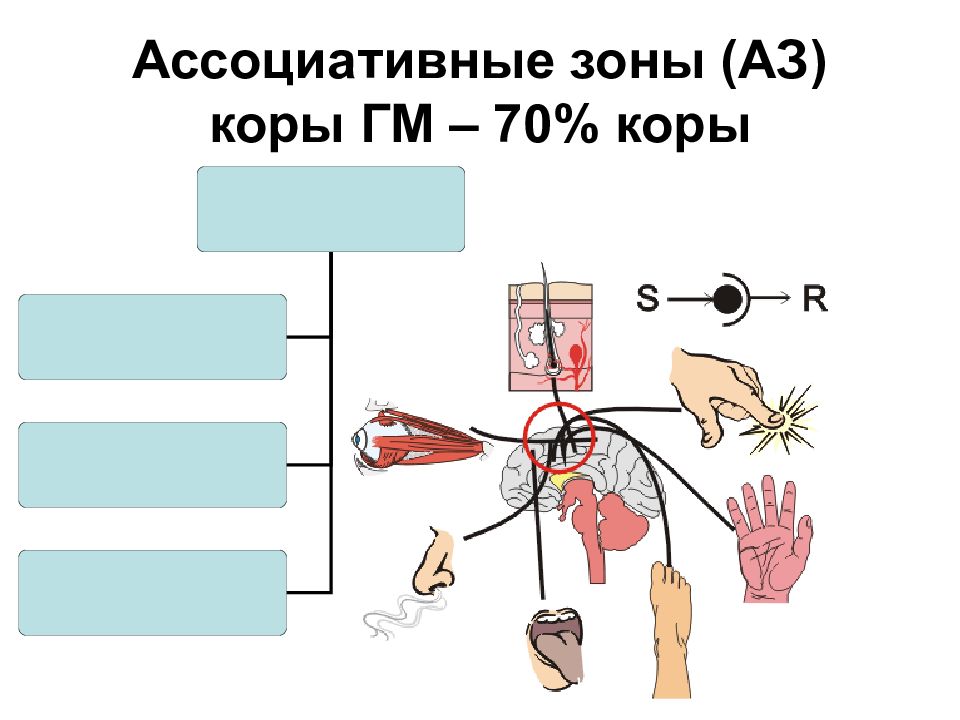 Методы нейрофизиологии