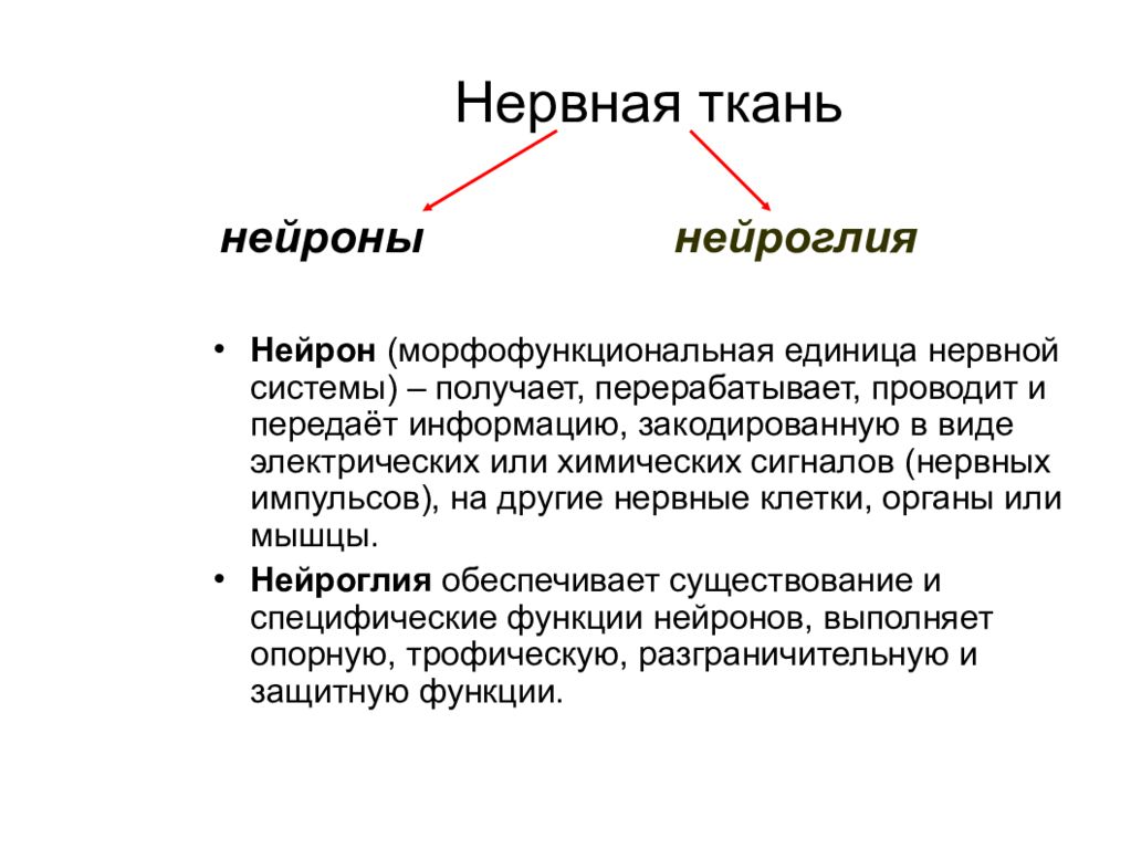 Единица нервной системы. Морфофункциональные особенности нейронов. Морфофункциональная единица нервной системы. Морфофункциональная характеристика нейронов. Морфофункциональная характеристика нефрона.