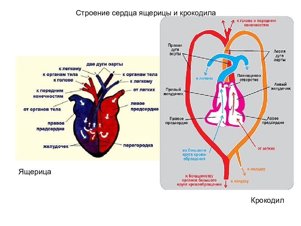 Сердце рептилии рисунок