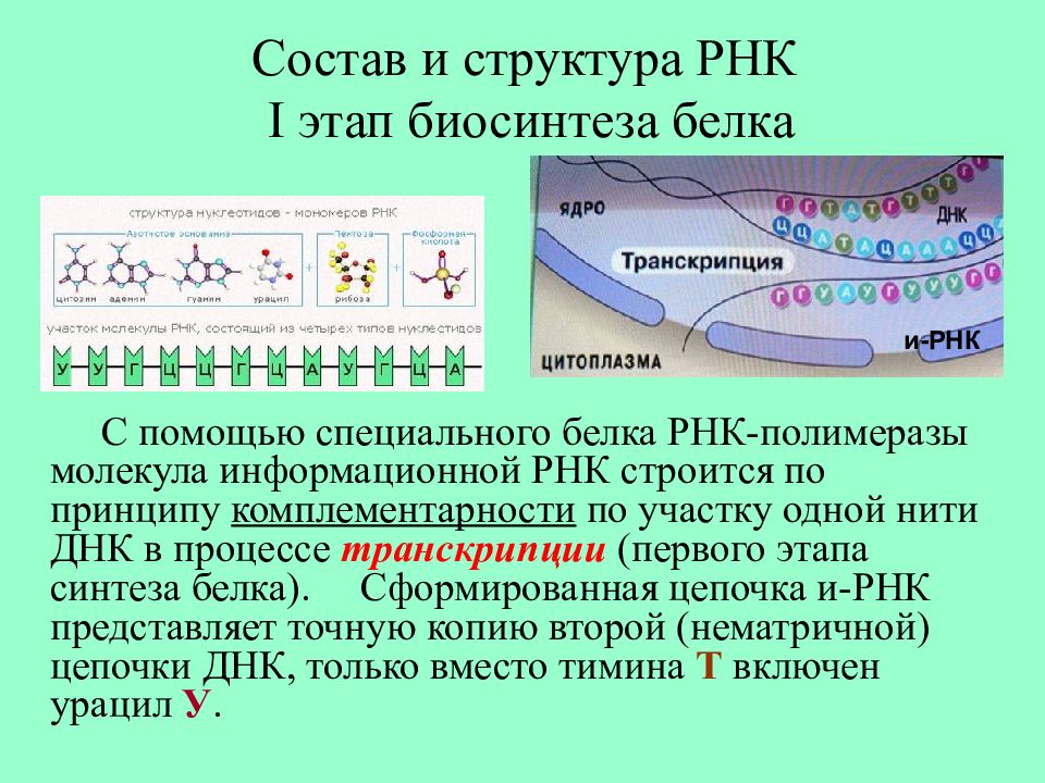 Первый этап биосинтеза. Транскрипция РНК полимераза. Что такое Биосинтез процесс транскрипции. Процесс синтеза белков. Синтез РНК транскрипция.